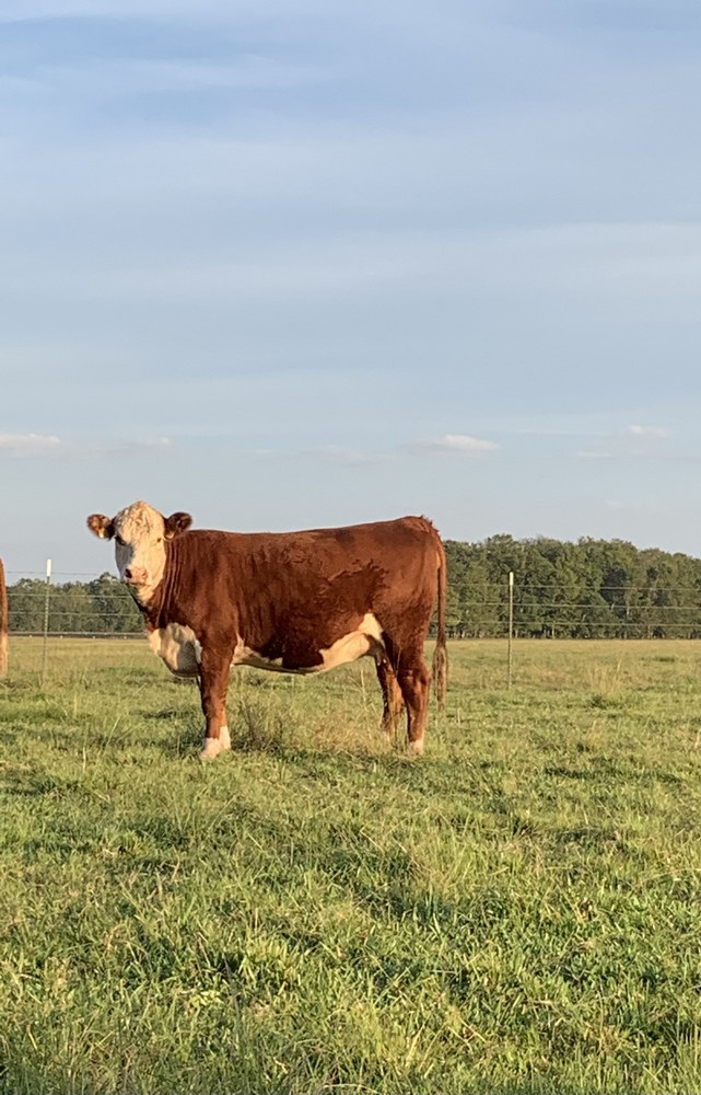 For Sale: 10 Hereford, Polled Hereford, Tigerstripe Cows