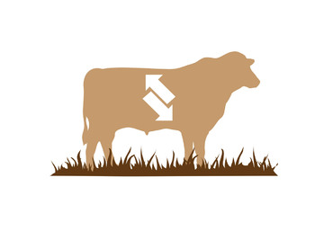 Jersey/Brahman open heifer for sale