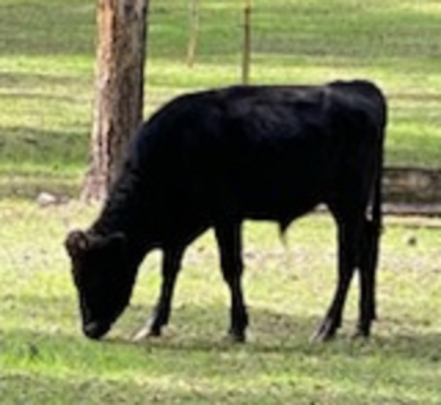 For Sale: 5 Full Blood Wagyu Bulls calves