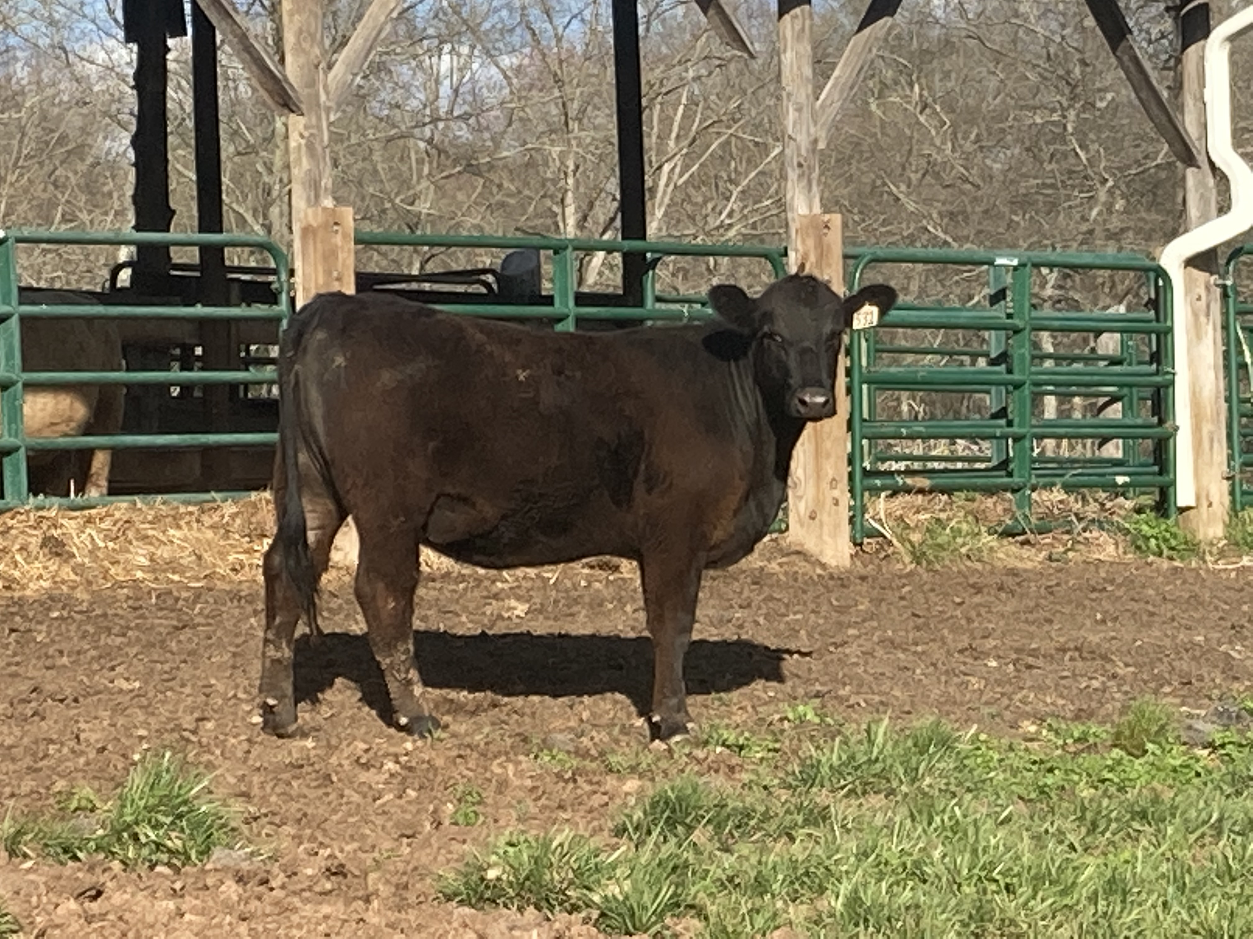 Open Angus/Cross Heifers