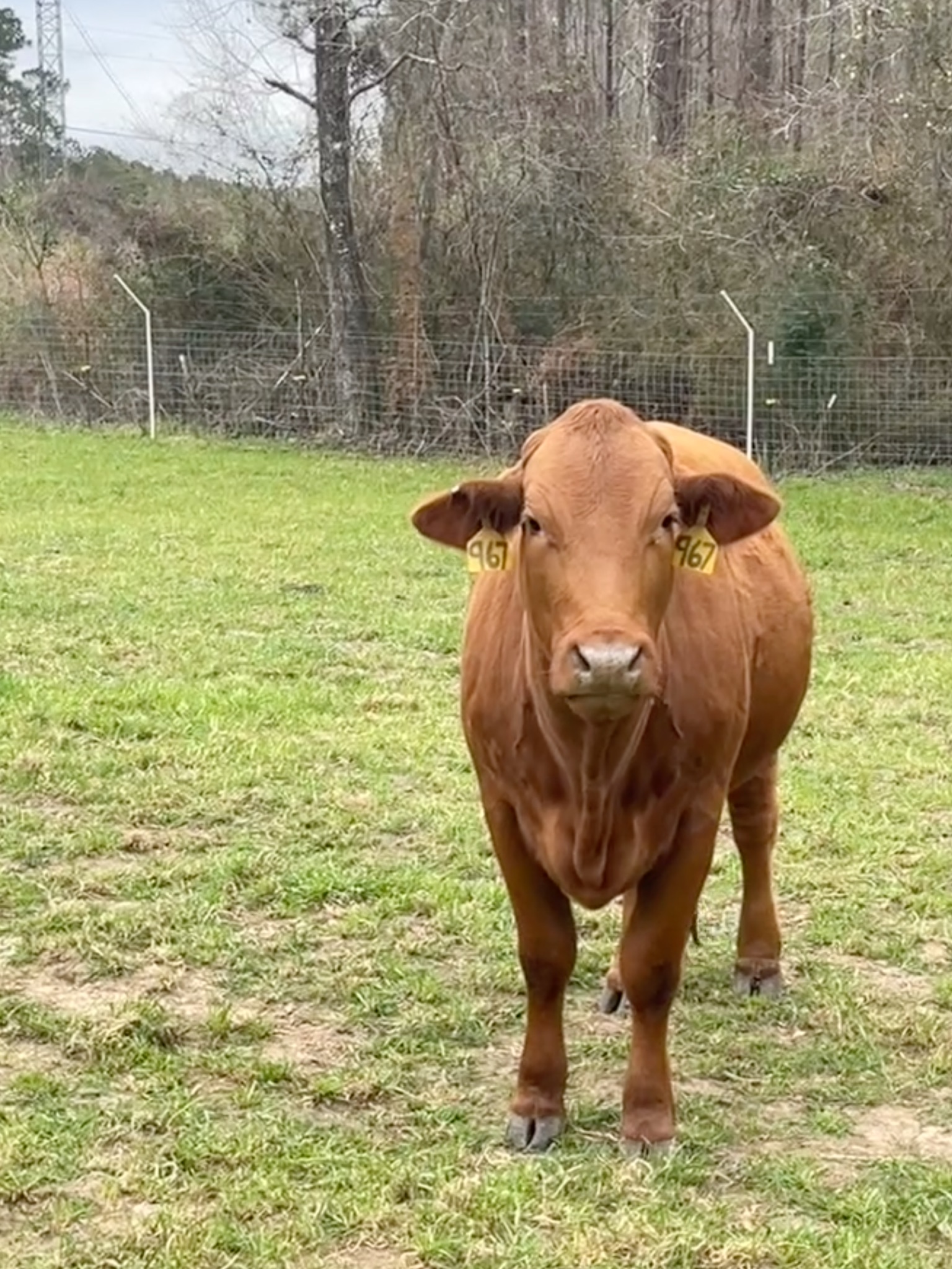 Beef master cow