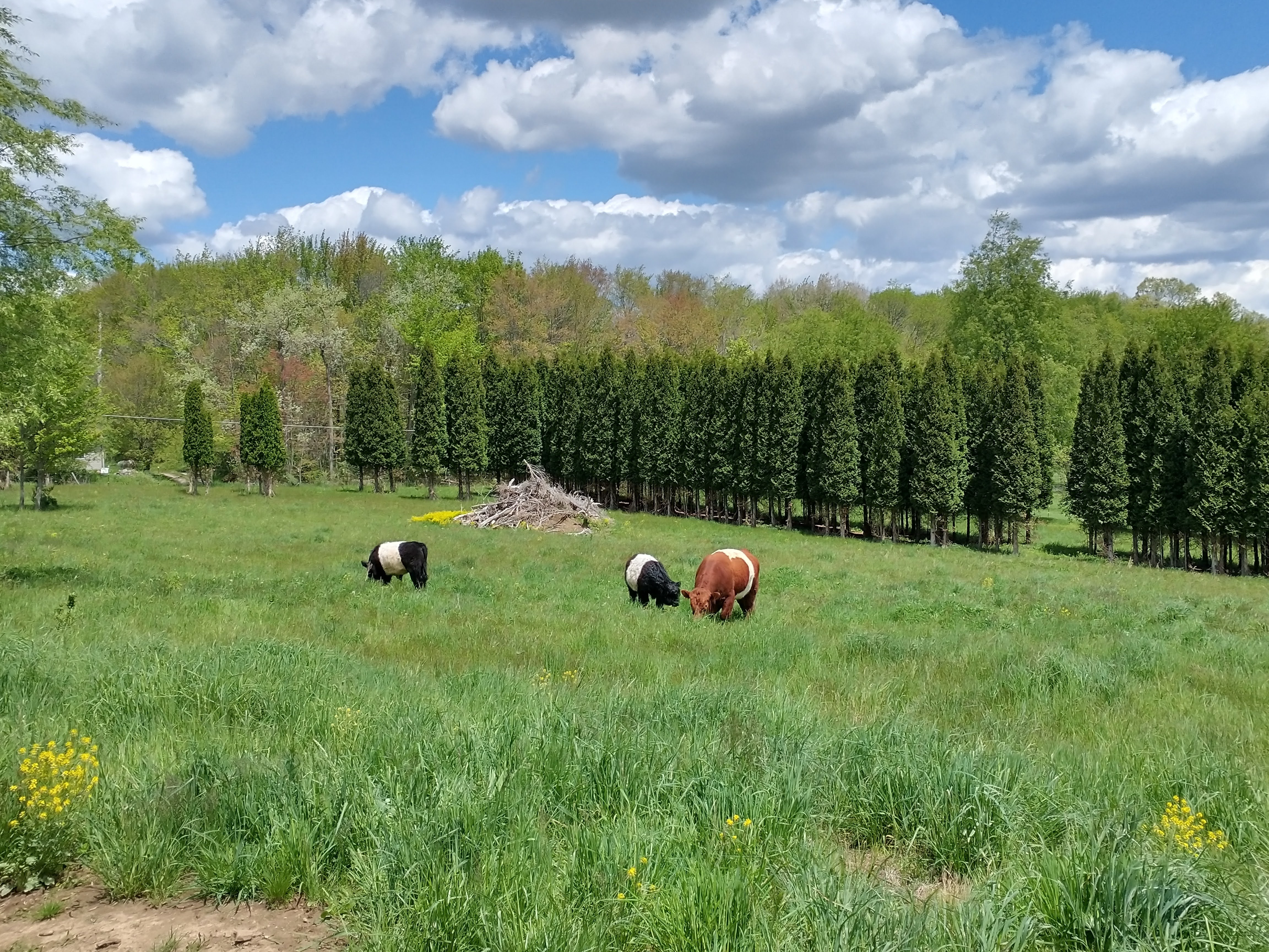 Belted Galloway Beef Cattle Herd