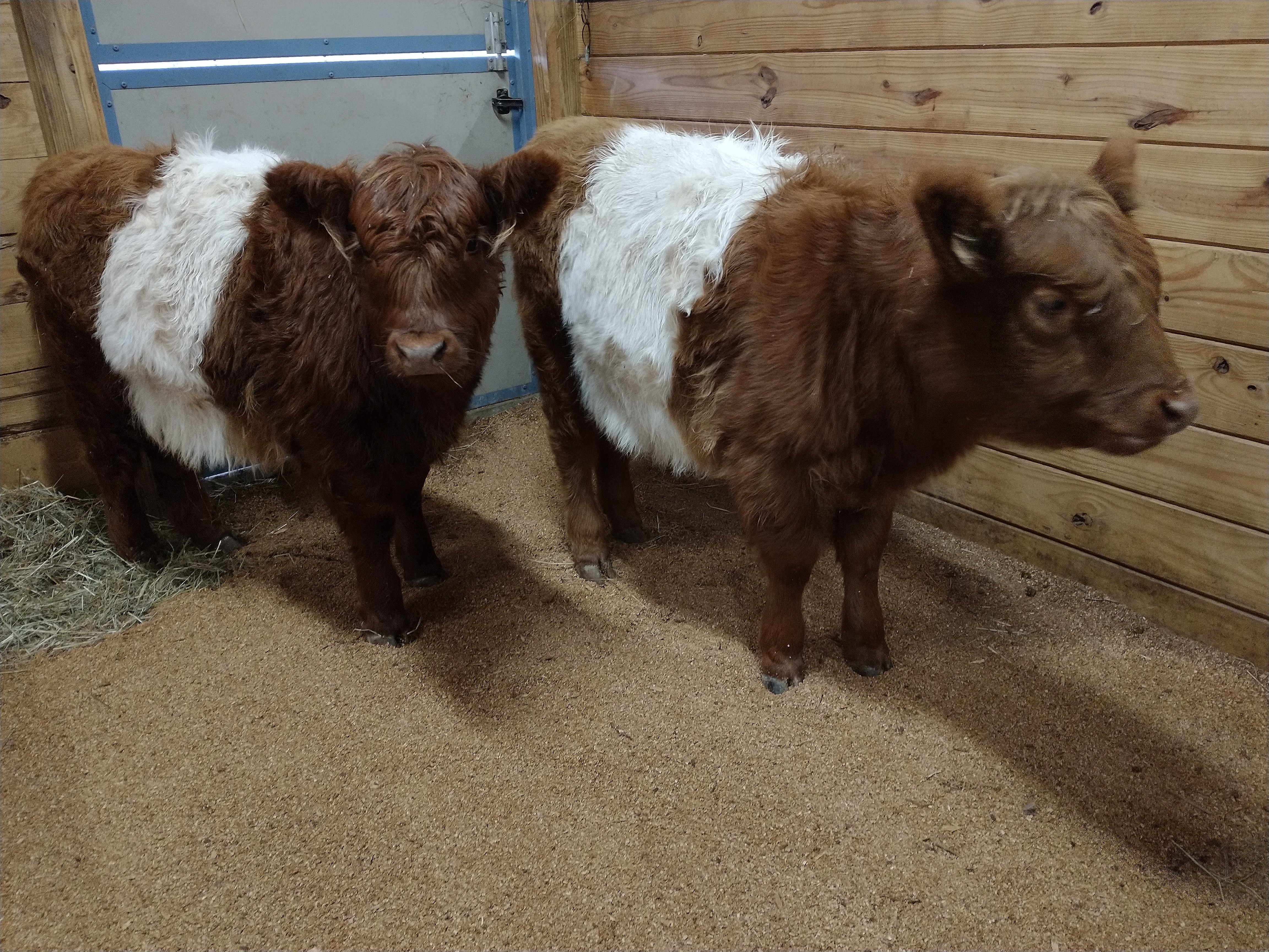 Belted Galloway Beef Cattle Herd
