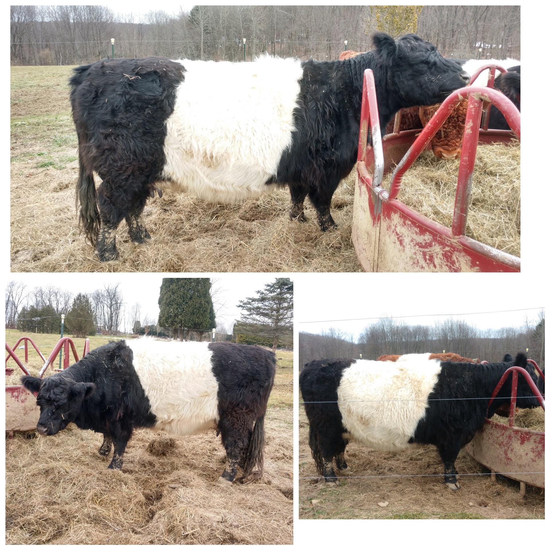 Belted Galloway Beef Cattle Herd