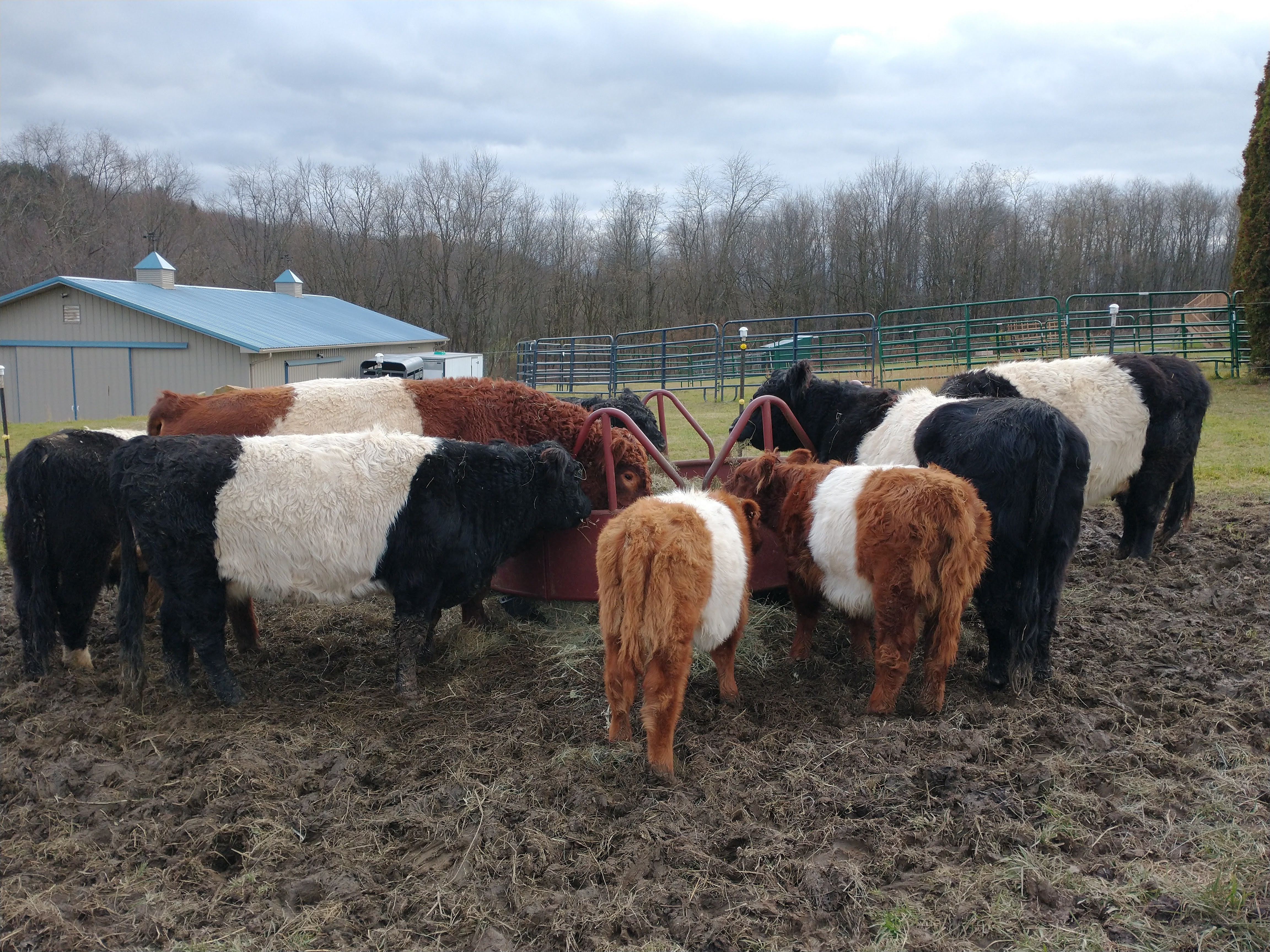 Belted Galloway Beef Cattle Herd