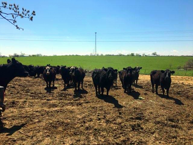 120 2nd period cows