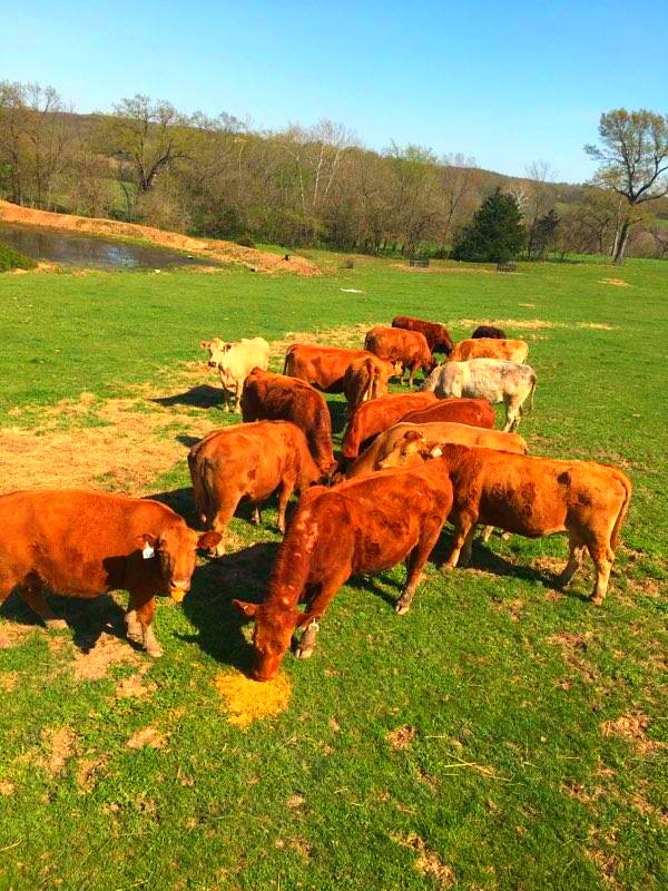 120 2nd period cows
