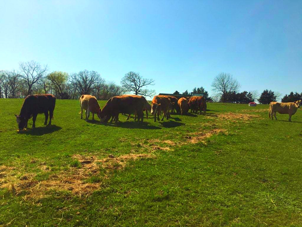 120 2nd period cows