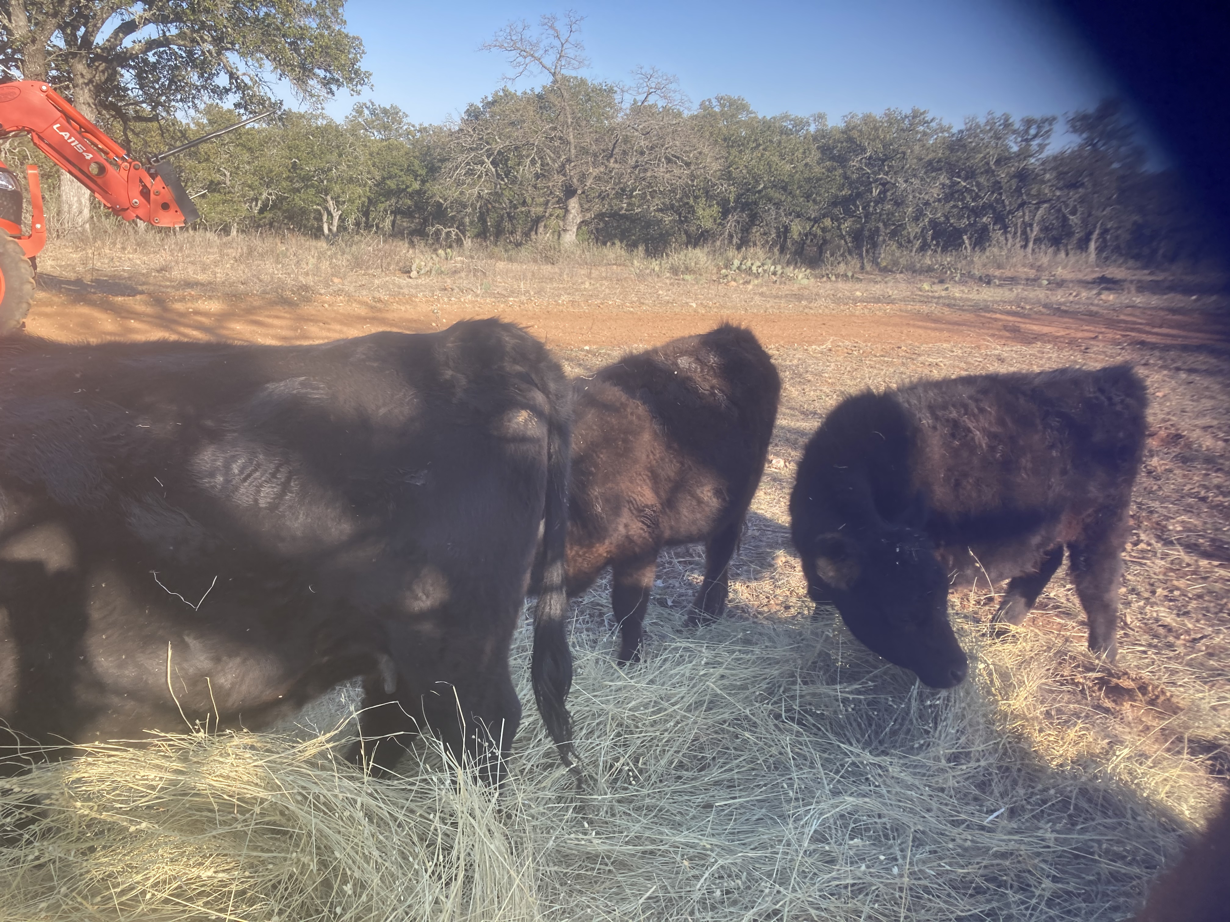 Aberdeen Angus cows & year old heifers for sale