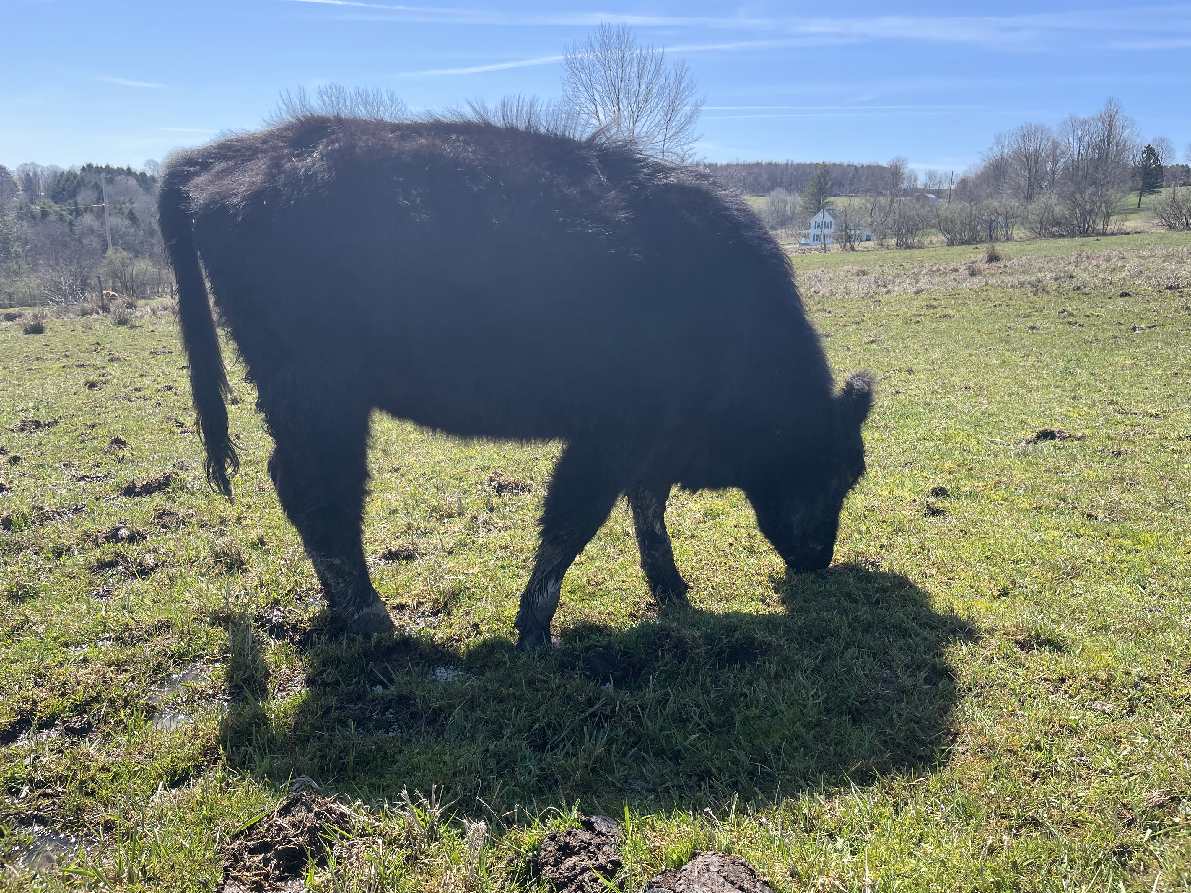 Highland Cross Heifer