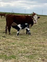 40 Shorthorn and Shorthorn Cross Cow Calf Pairs