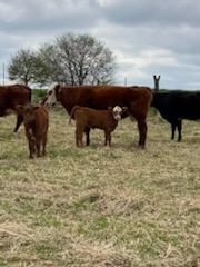 40 Shorthorn and Shorthorn Cross Cow Calf Pairs