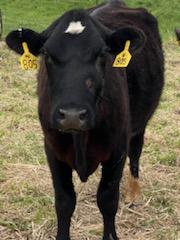 40 Shorthorn and Shorthorn Cross Cow Calf Pairs