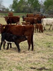 40 Shorthorn and Shorthorn Cross Cow Calf Pairs