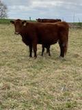 40 Shorthorn and Shorthorn Cross Cow Calf Pairs