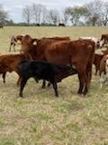 40 Shorthorn and Shorthorn Cross Cow Calf Pairs