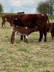 40 Shorthorn and Shorthorn Cross Cow Calf Pairs