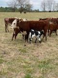 40 Shorthorn and Shorthorn Cross Cow Calf Pairs
