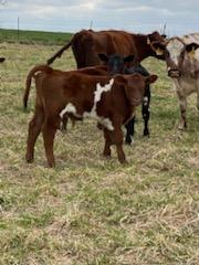 40 Shorthorn and Shorthorn Cross Cow Calf Pairs