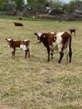 40 Shorthorn and Shorthorn Cross Cow Calf Pairs