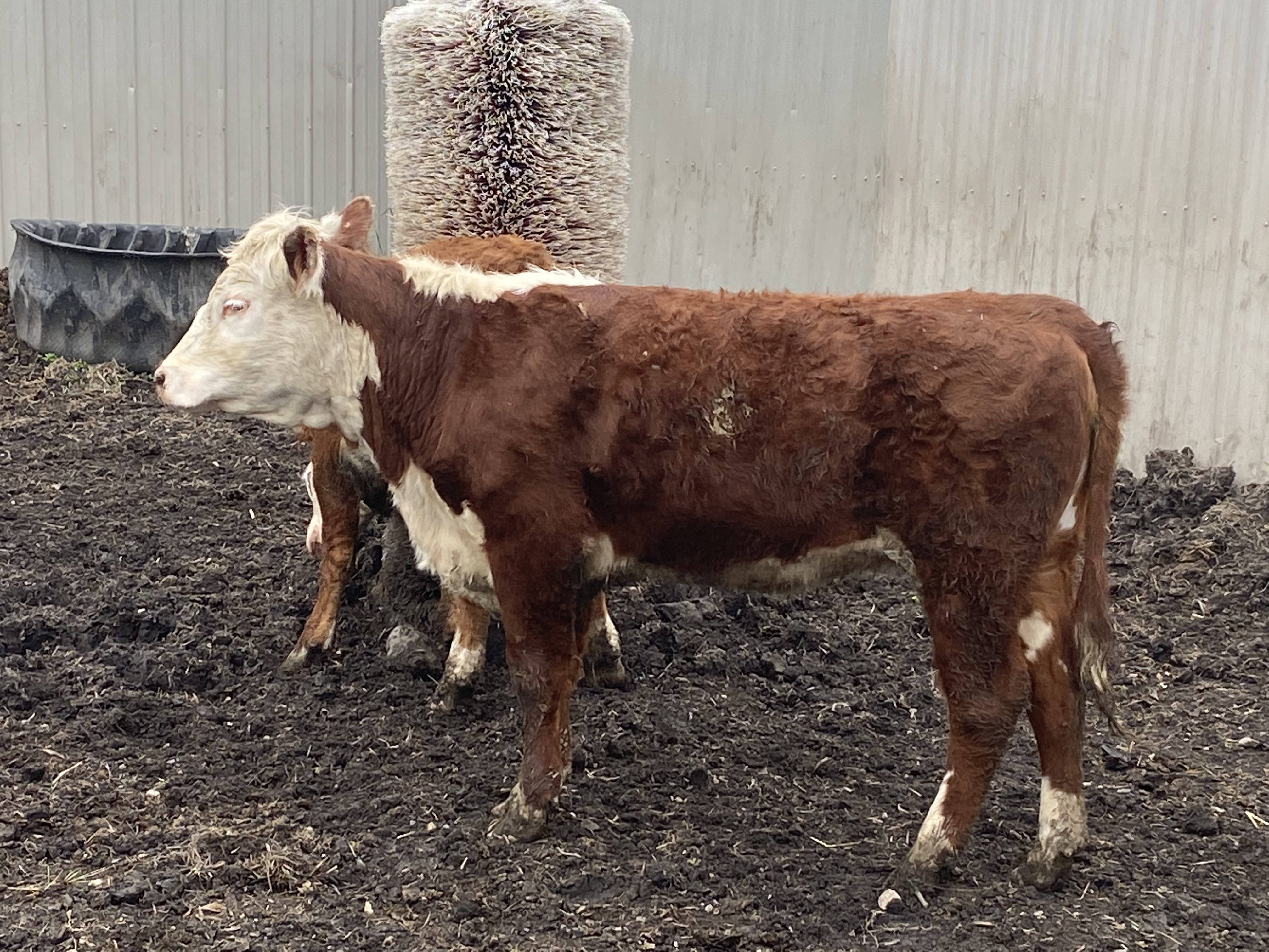 2 purebred Hereford heifers