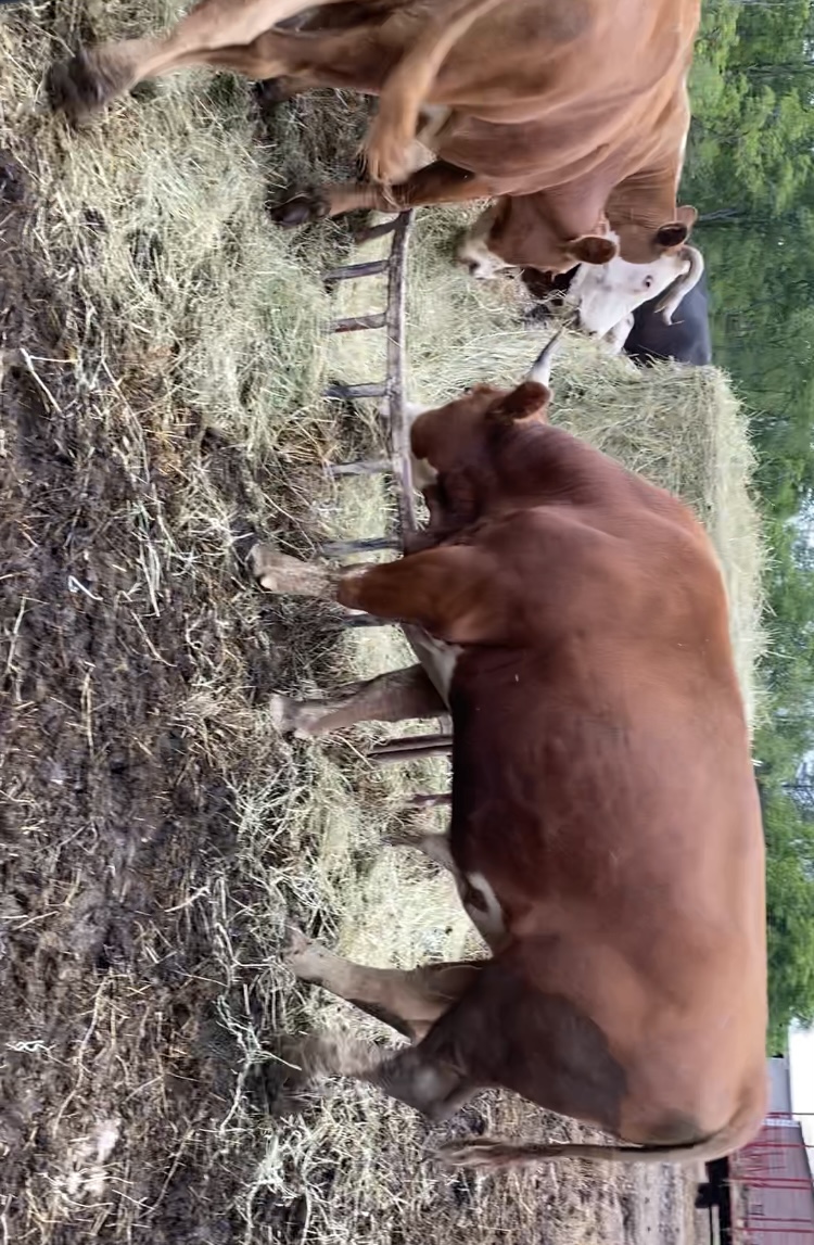 Beef Cattle/Bulls