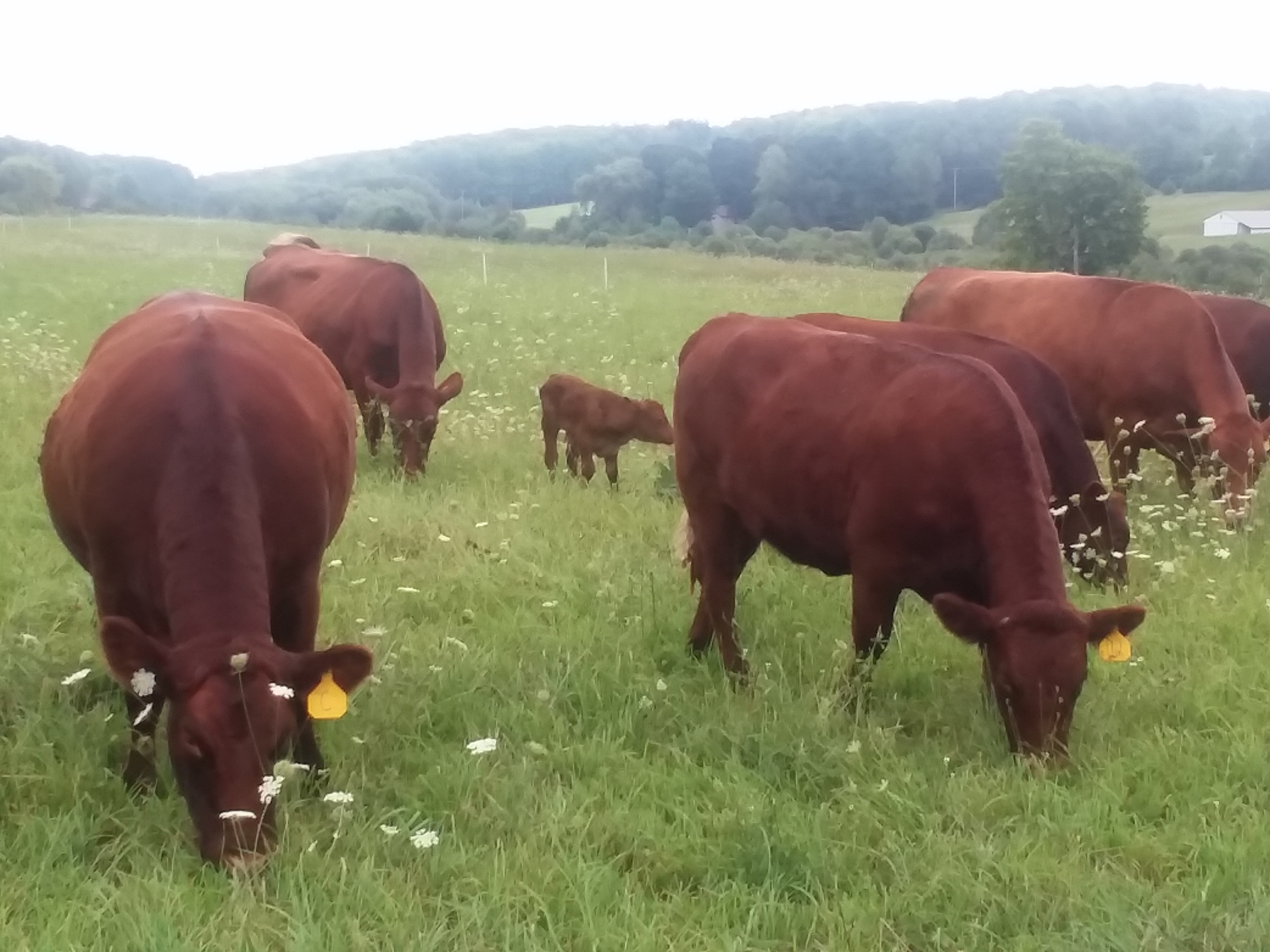 Red Devon/Gelbvieh cross cow/calf pairs.