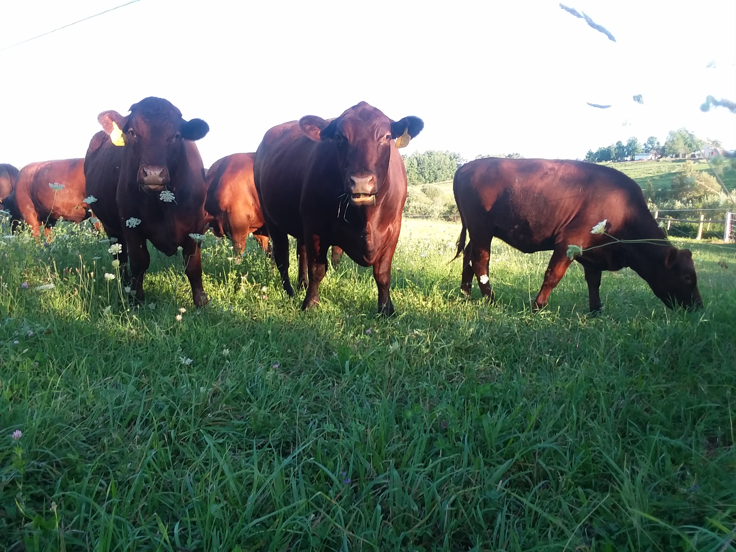 Red Devon/Gelbvieh cross cow/calf pairs.