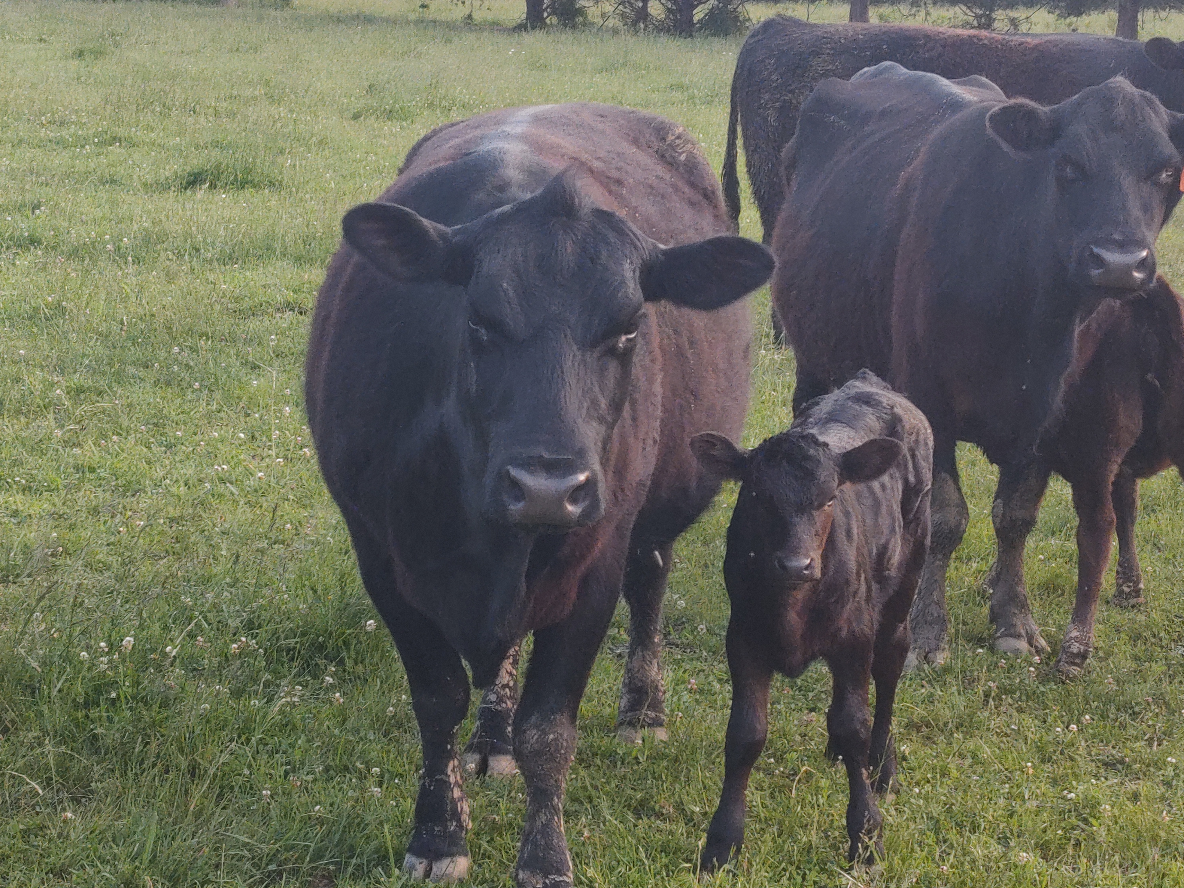 F1-F2 Waygu steers and Heifers