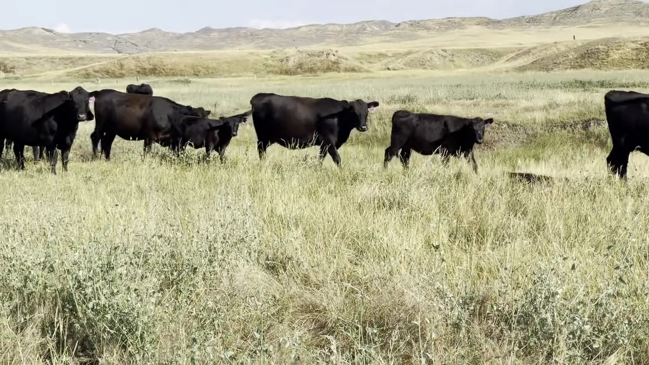 BC827B-70 Bred Cows