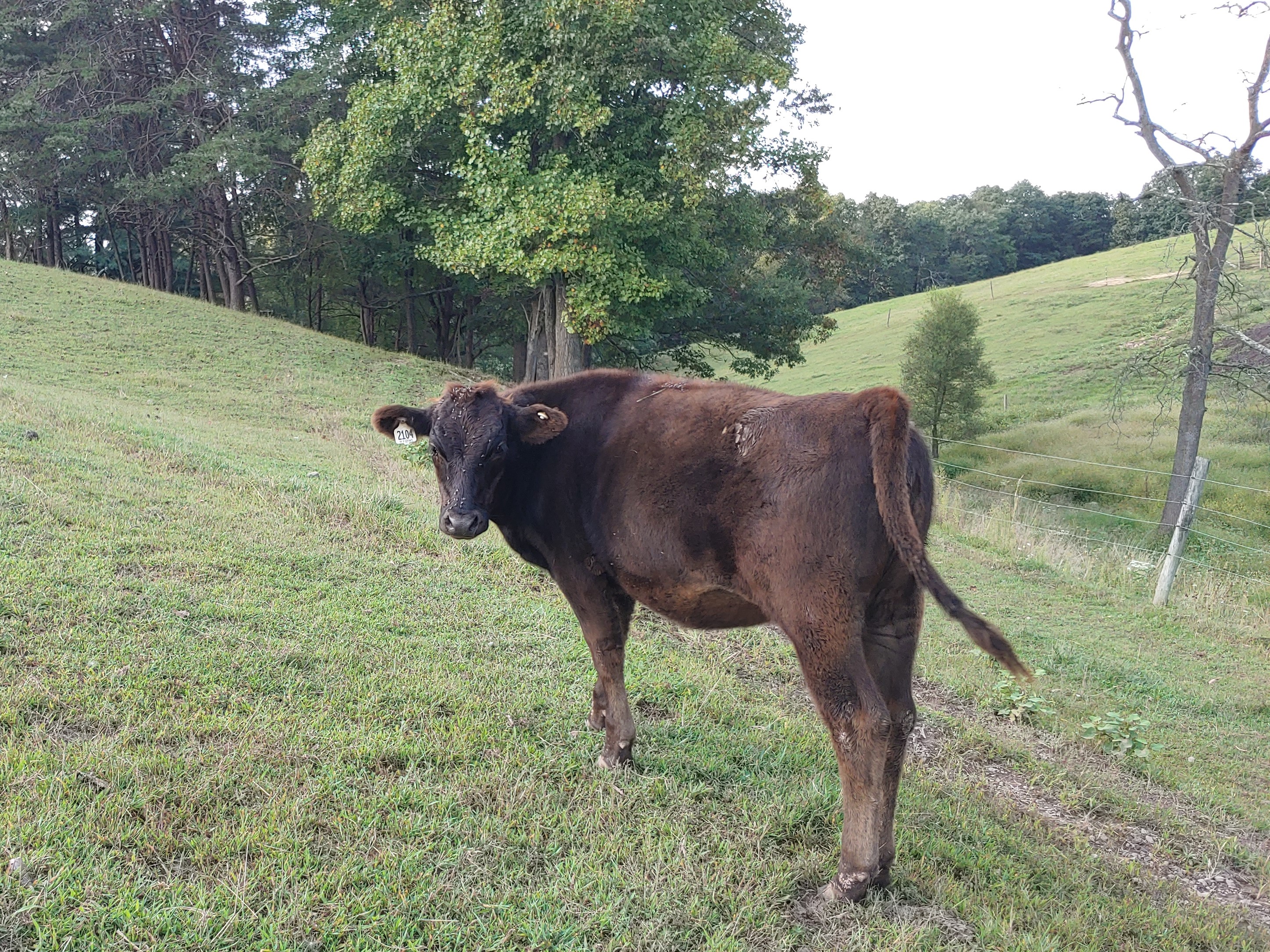 Wagyu Cattle