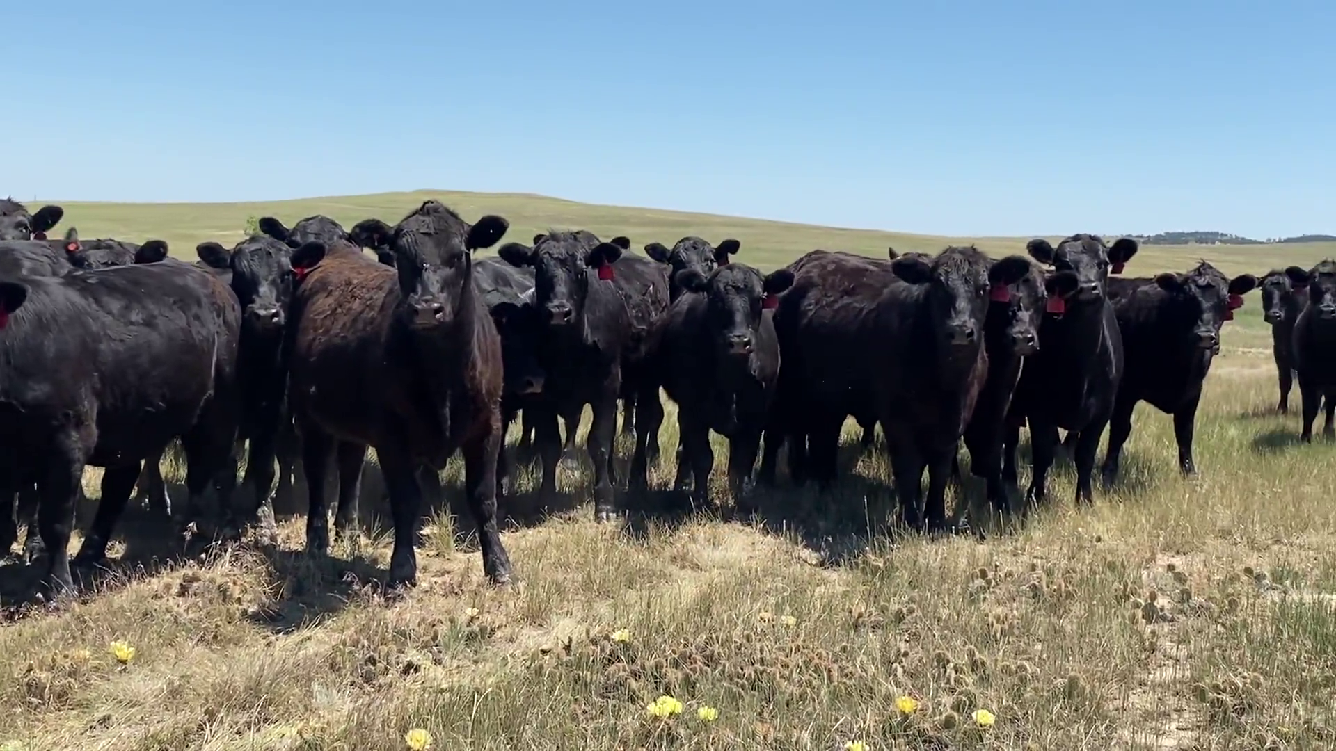 BH922C-85 Bred Heifers