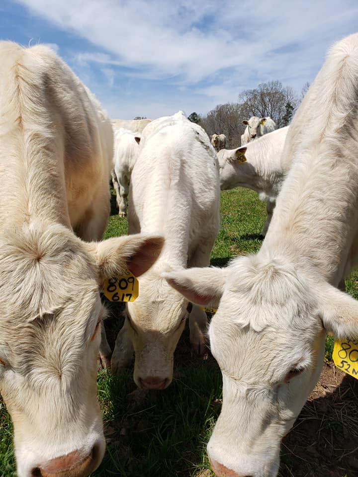 Charolais bred & Open Heifers, Cow/calf Pairs, and bulls