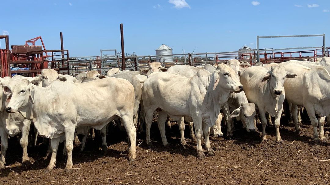 Brahman replacement Heifers, Pregnant Cows, Bulls,Cow and Calves