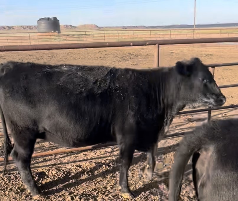 40 Angus/Wagyu/Akaushi Bred Heifers to Wagyu/Akaushi Bulls