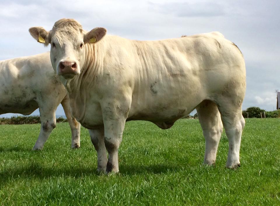 Charolais bred & Open Heifers, Cow/calf Pairs, and bulls