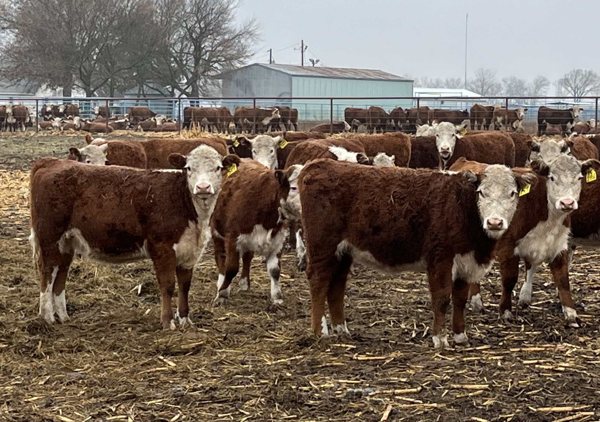 48 Open, Registered Polled Hereford Heifers