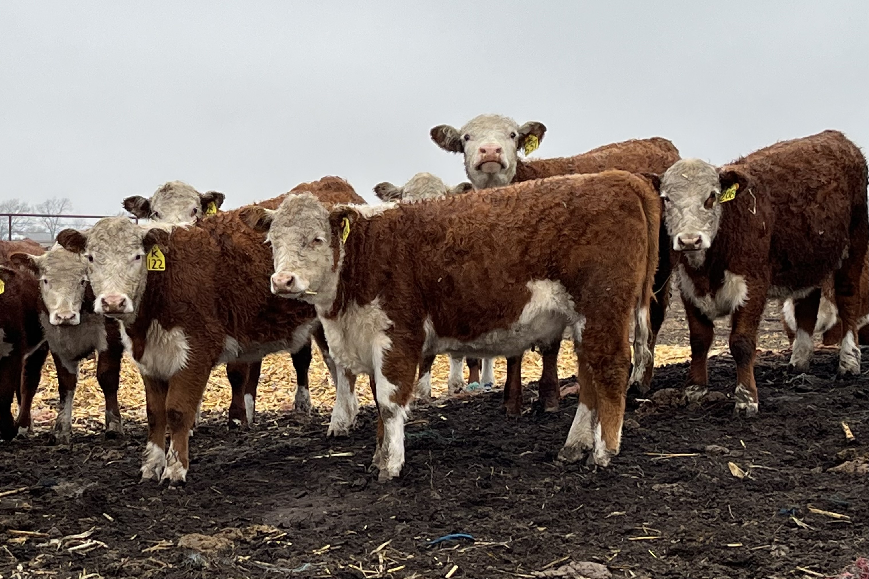 48 Open, Registered Polled Hereford Heifers