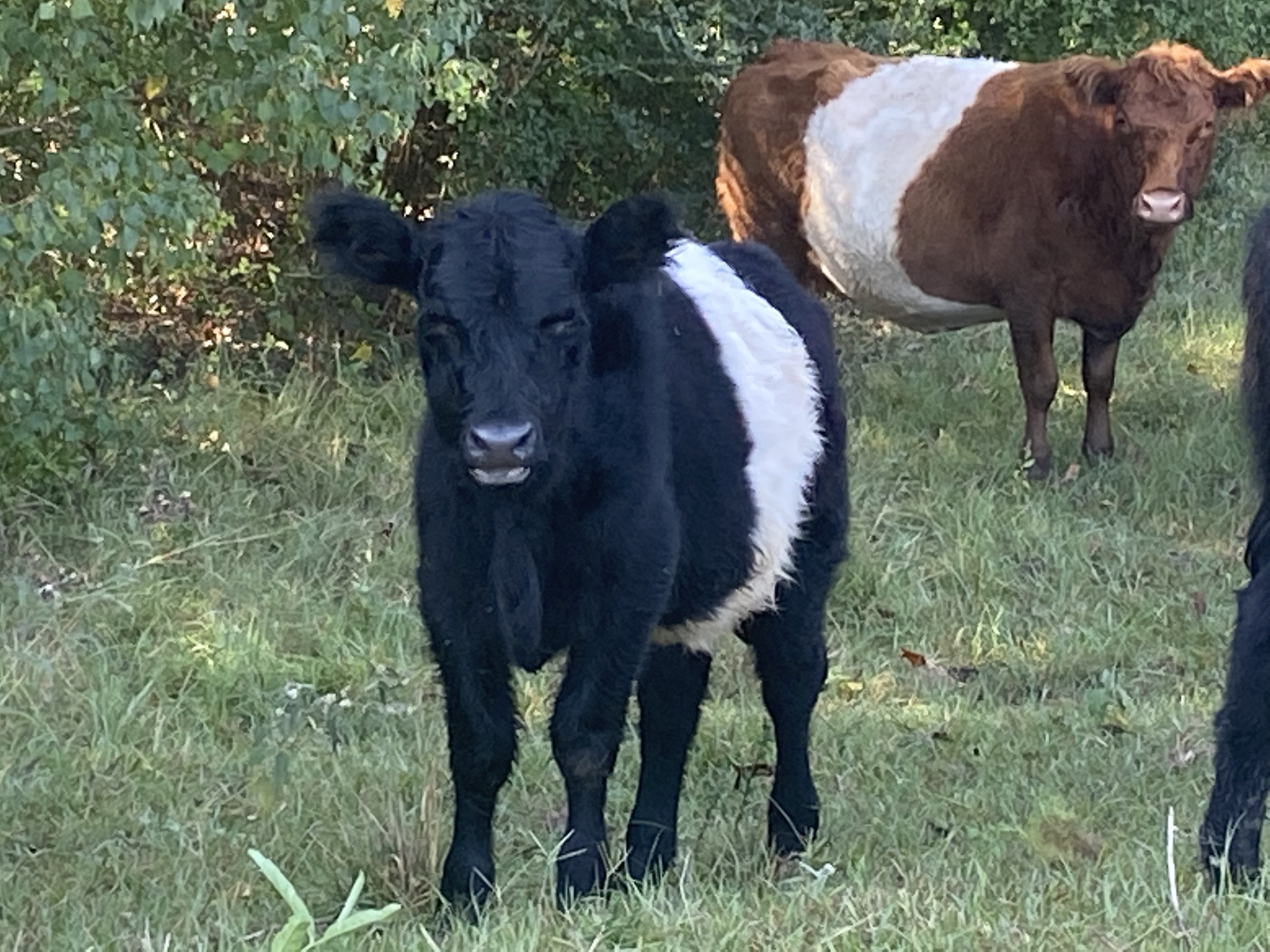 PB Belted Galloway Heifers for Sale