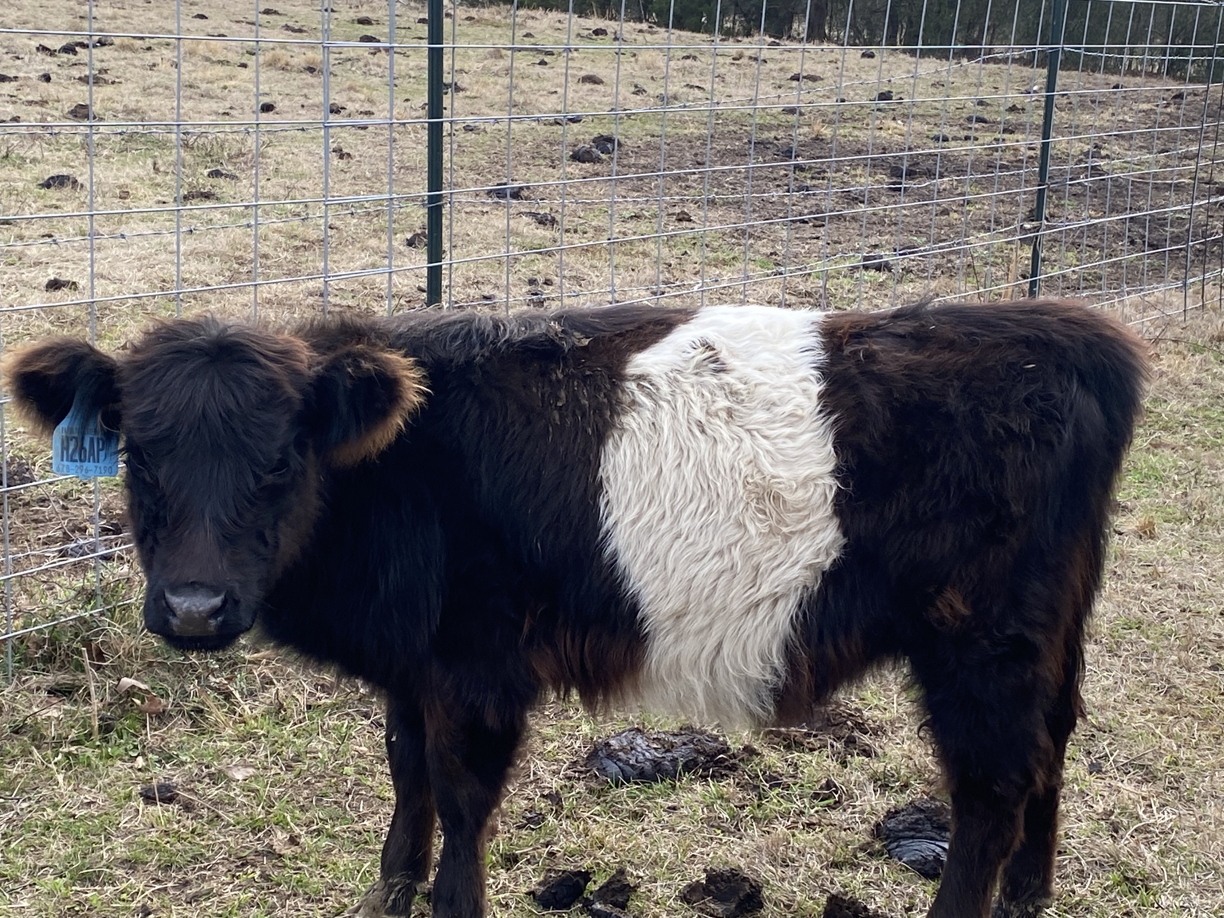 PB Belted Galloway Heifers for Sale