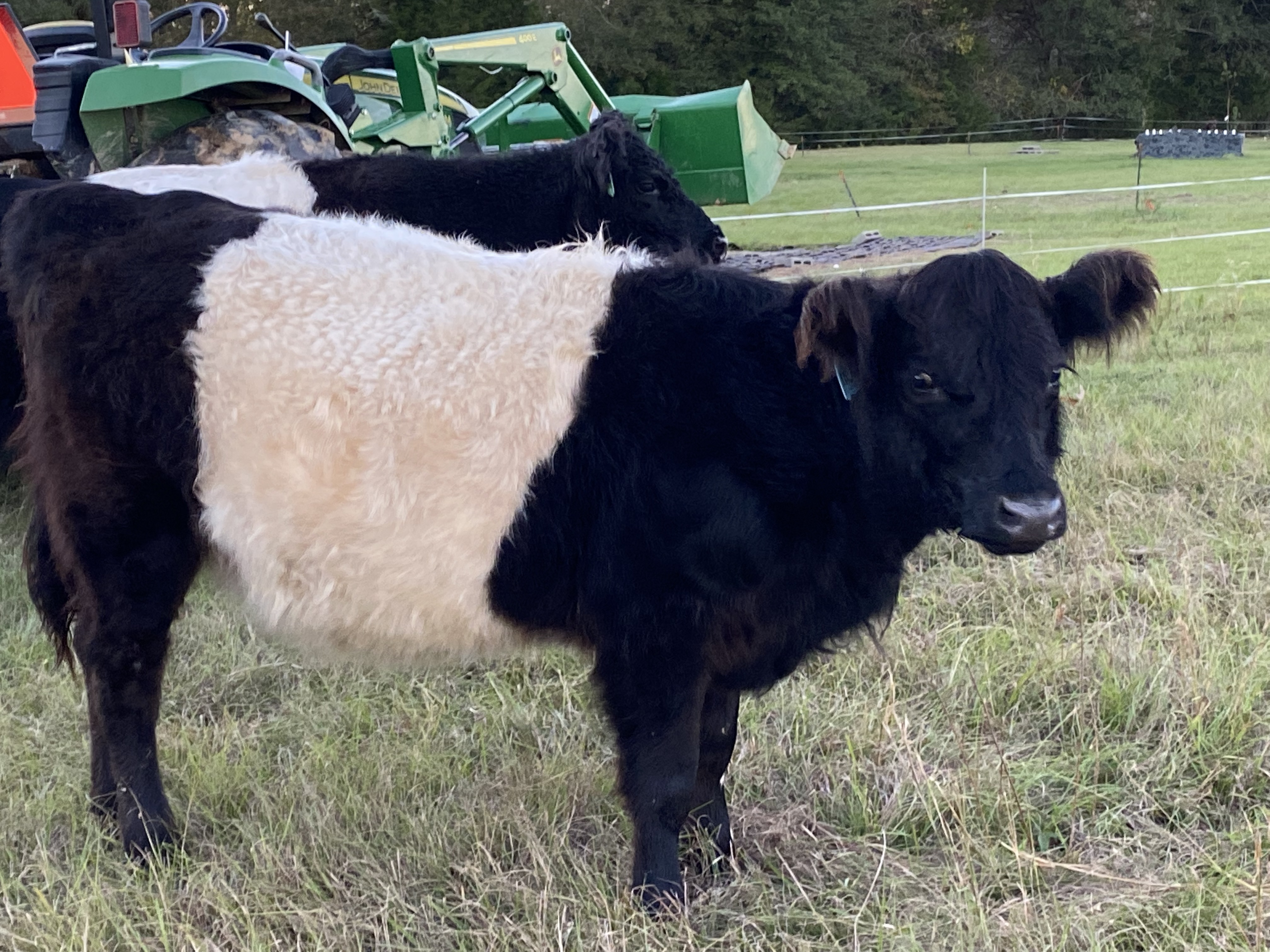 PB Belted Galloway Heifers for Sale