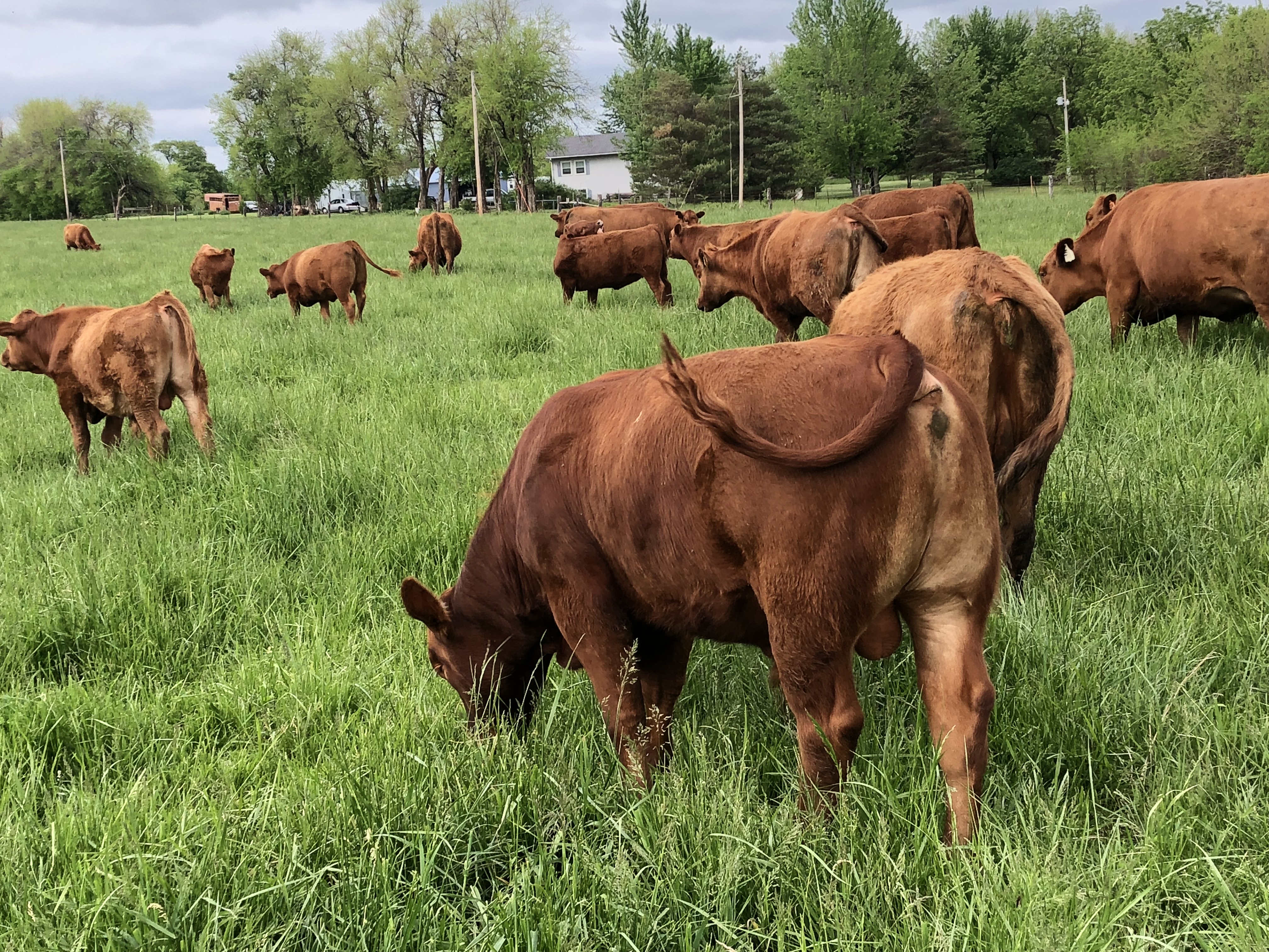 Red Angus