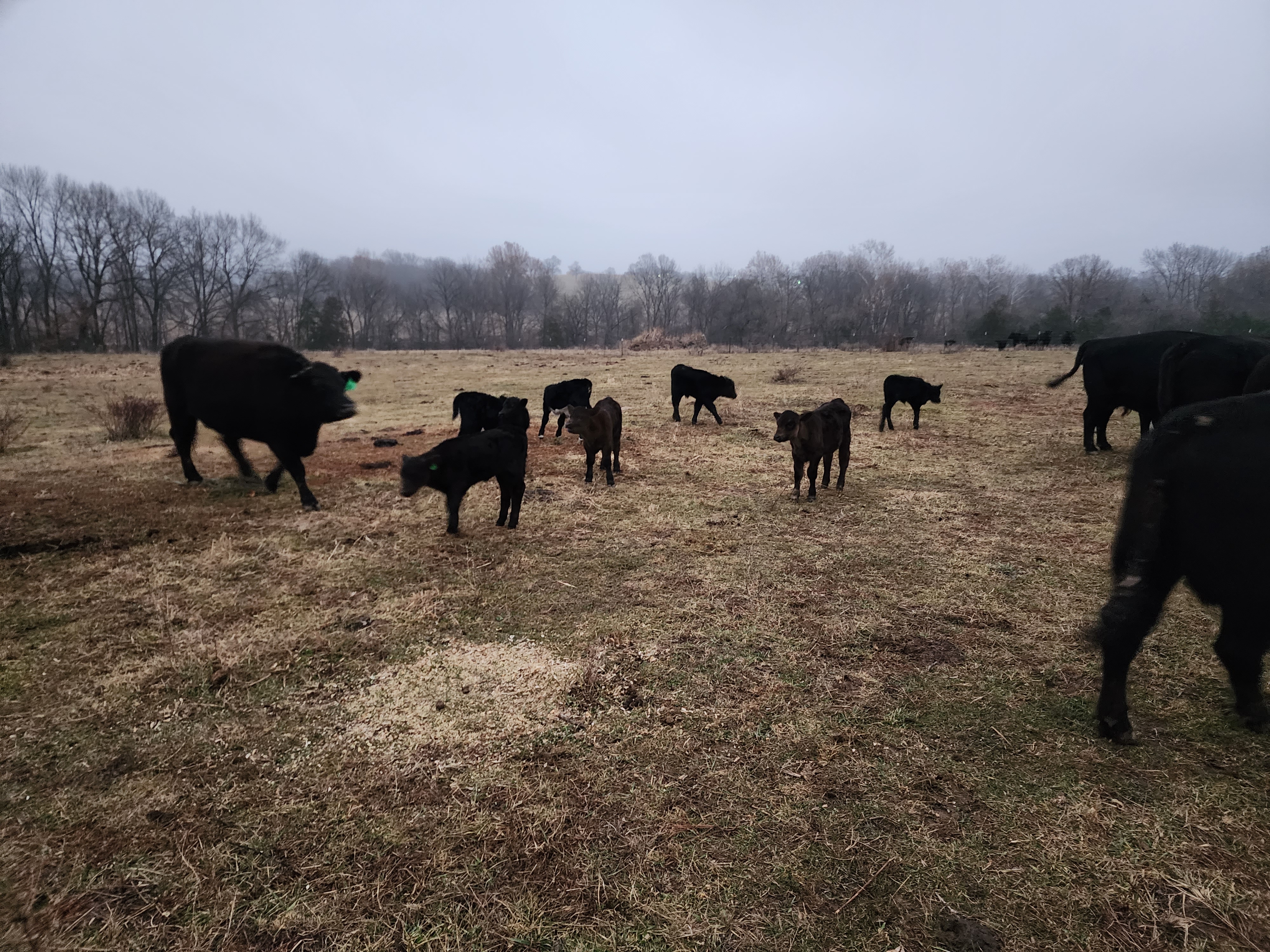 40 heavy bred cows and pairs