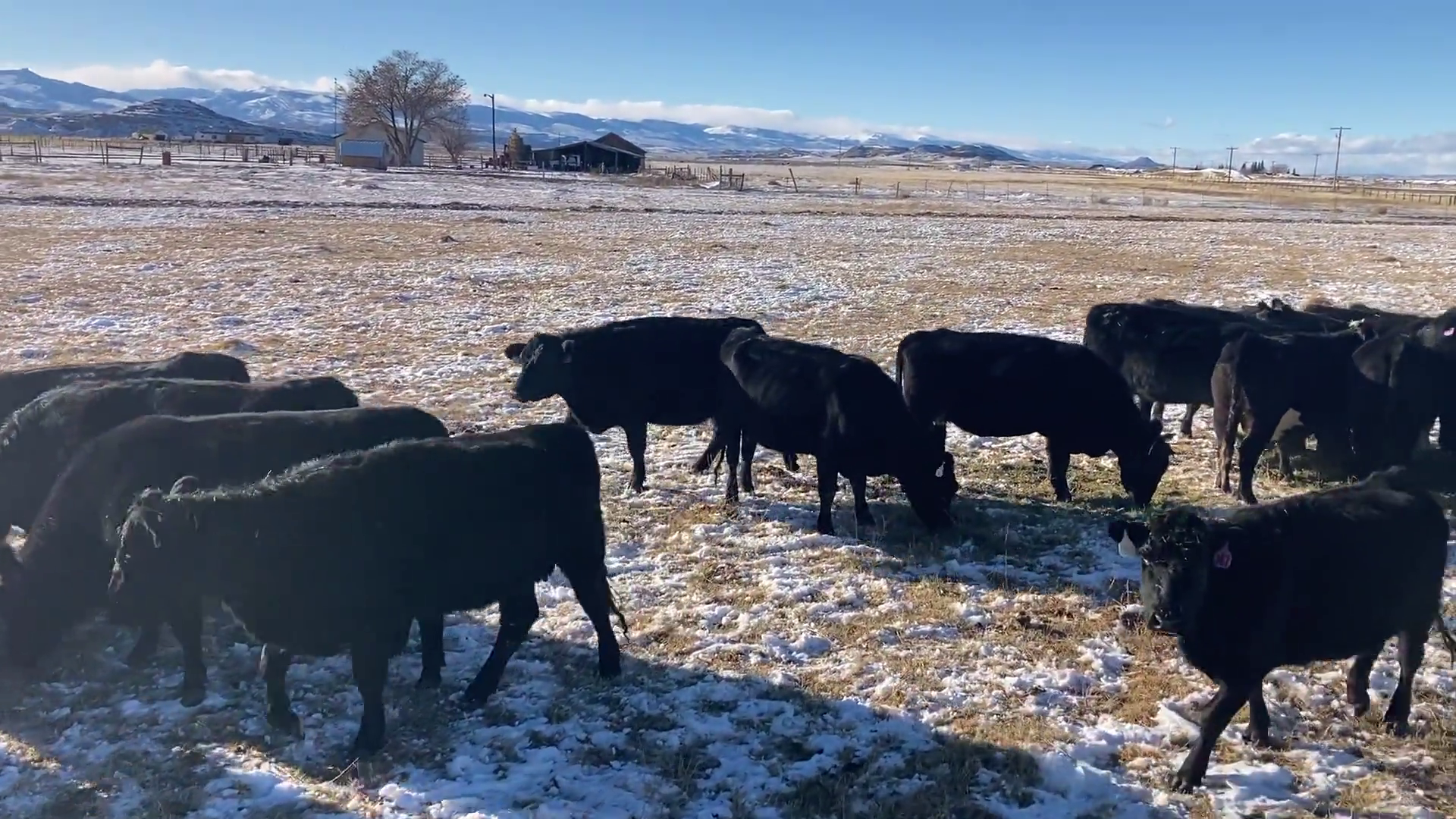 BC1209B-128 Bred Cows