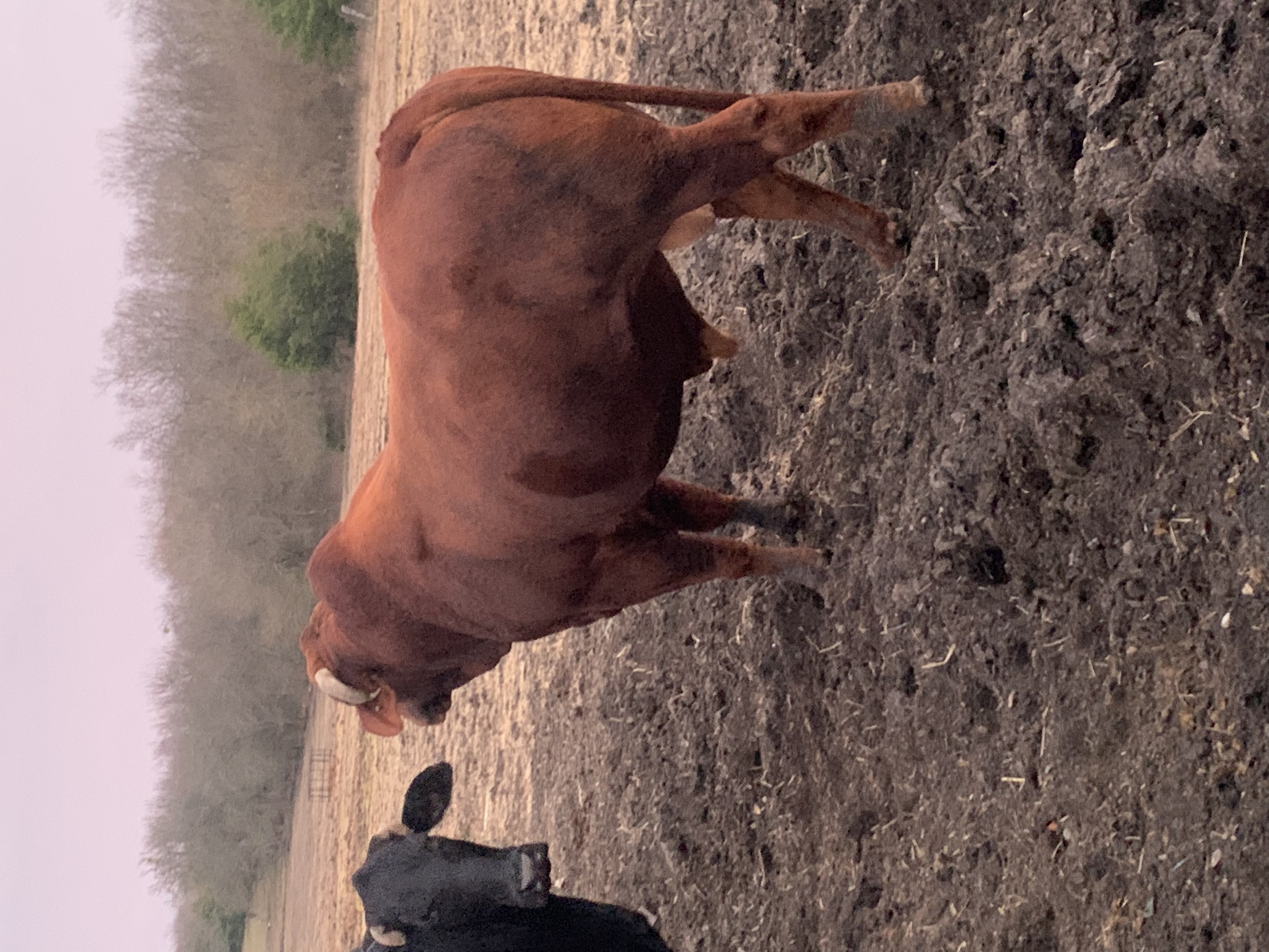 3 yr old Simbra Bull