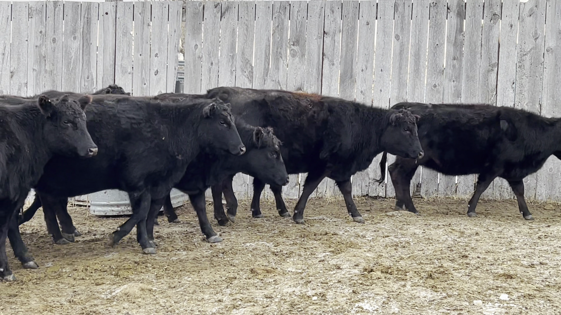 BH117F-15 Bred Heifers