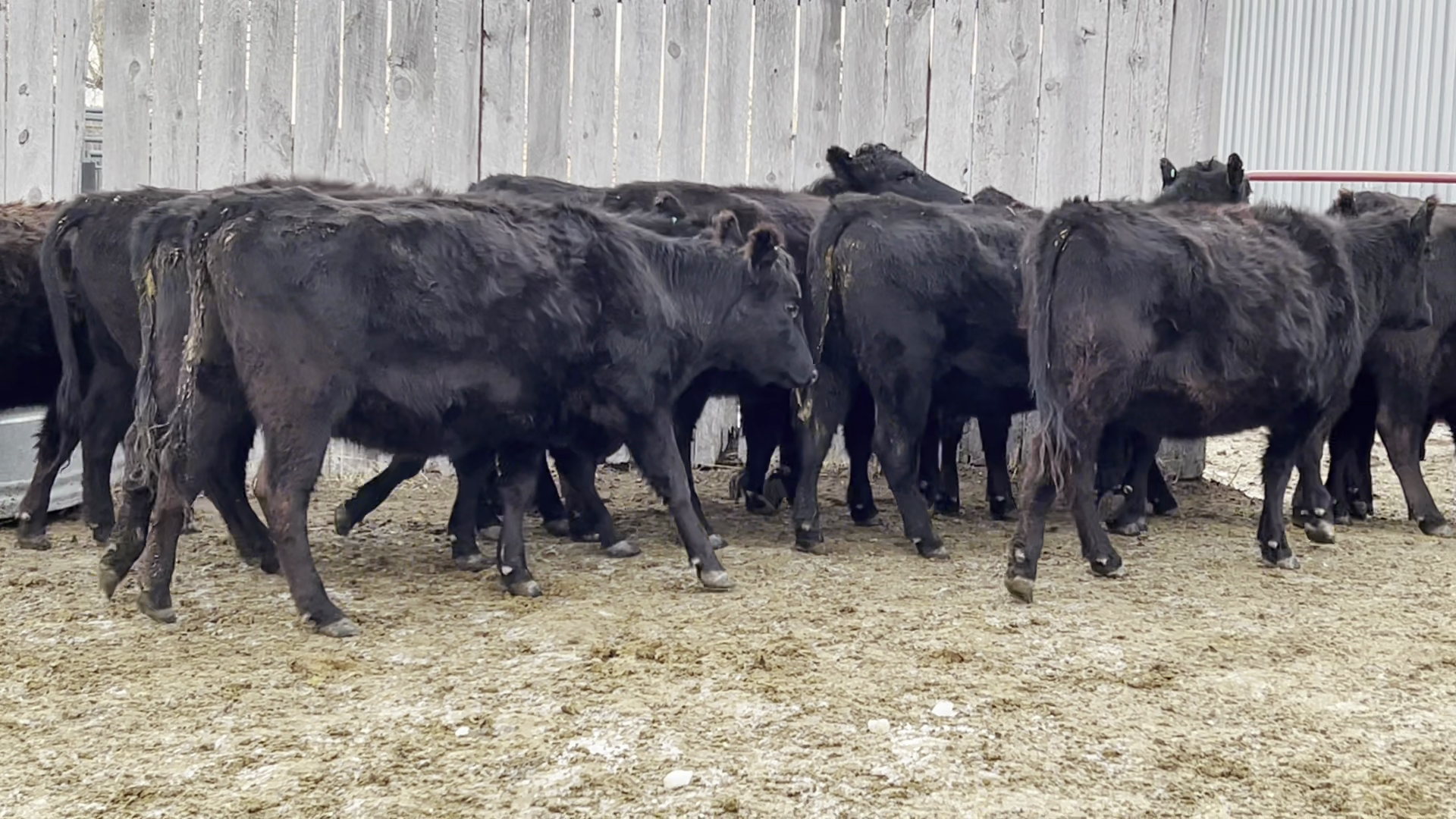 BH117F-15 Bred Heifers