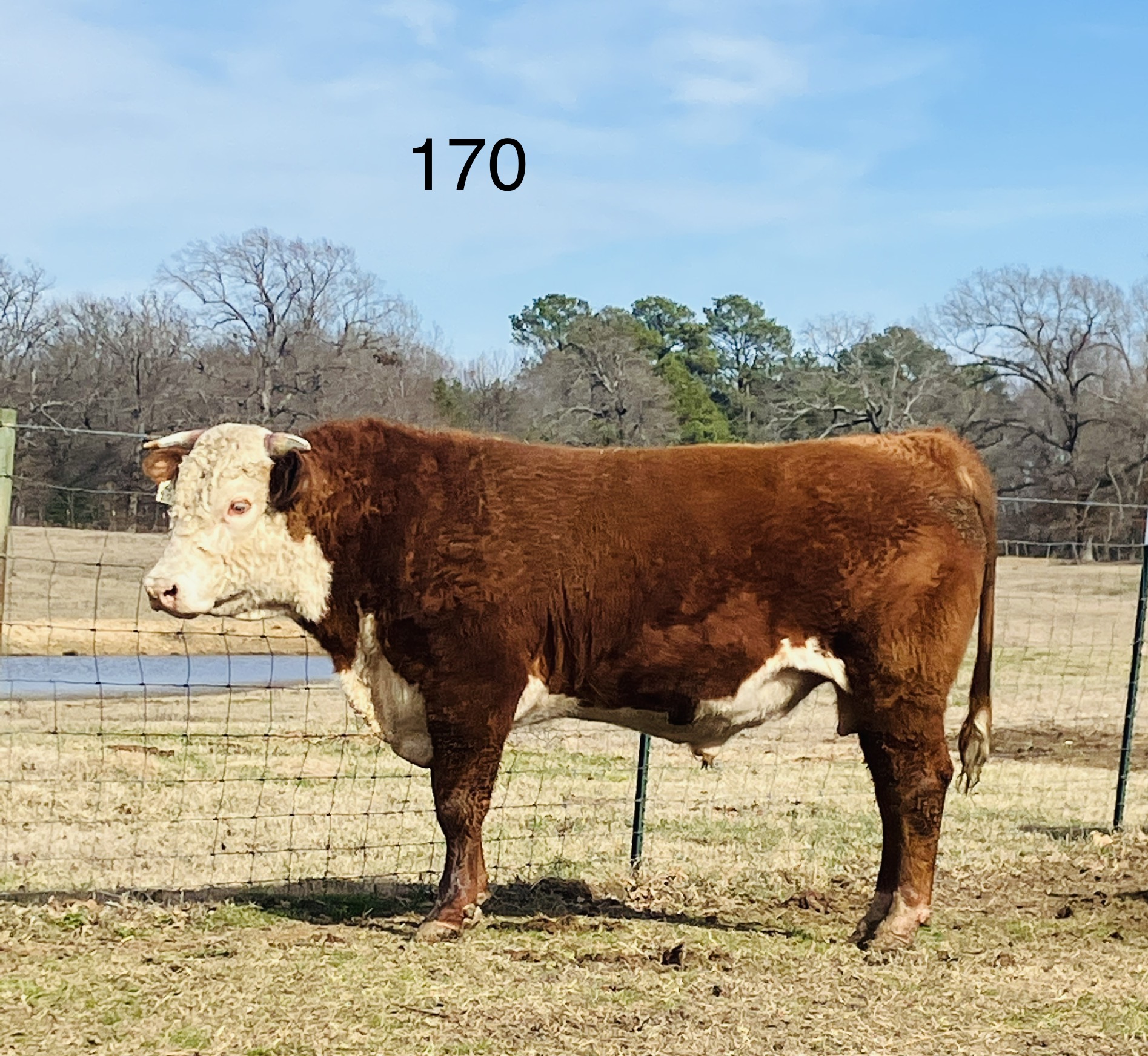 Reg Horned Hereford Bulls
