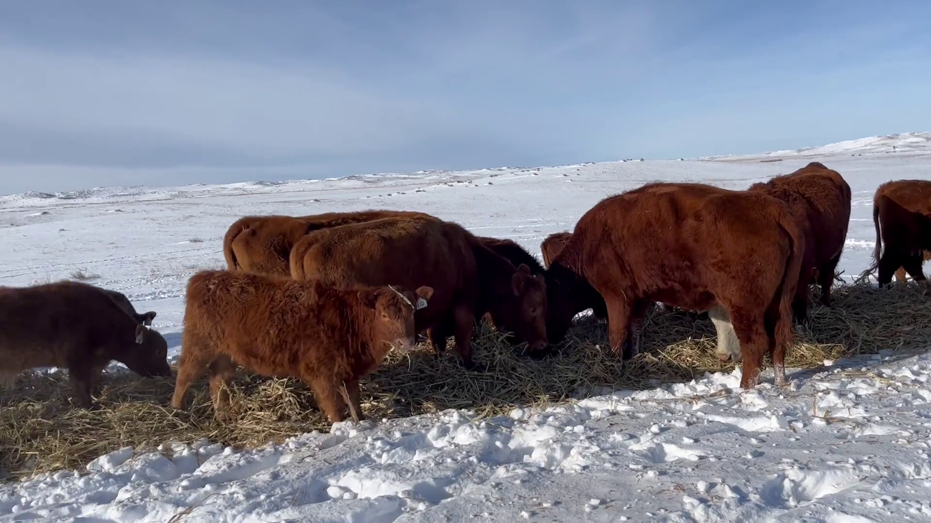 CP120B-18 Cow Pairs