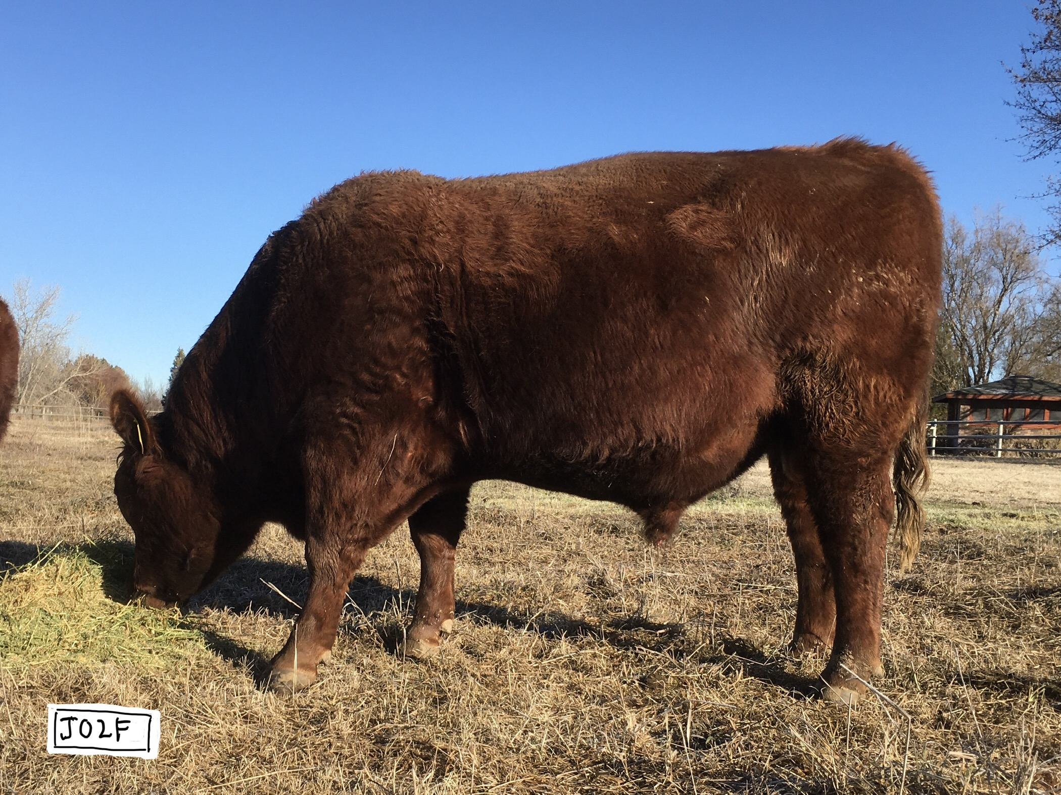 5 Registered Red Angus A.I Sired Bulls